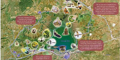 Yeniçağa Kuş Gözlem Rotası – Doğanın Sessiz Mucizesi