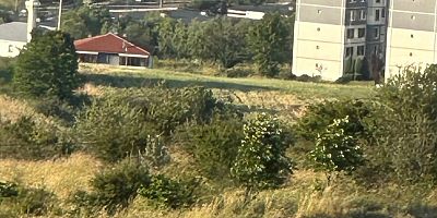 Yeniçağa TOKİ Bölgesinde Gündüz Vakti Domuz Sürüsü Görüldü